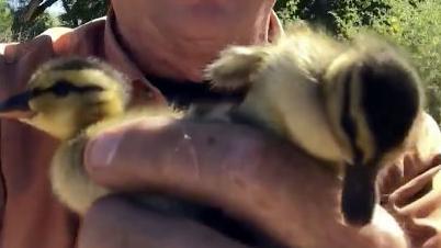Watch: 9 ducklings get a new home after being rescued from Tucson pool